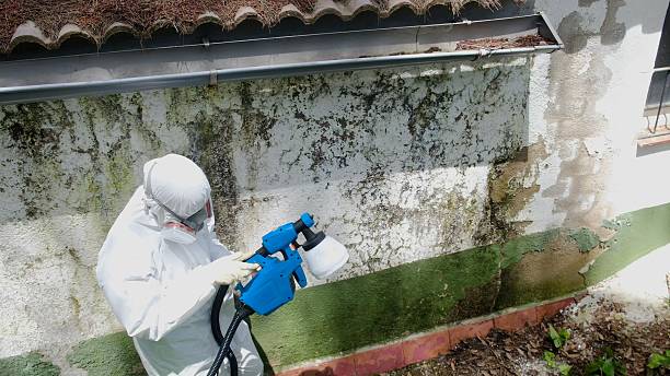 Mold Removal service in Bonney Lake